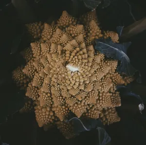 Pochette de Singles 2018 - 2020 de Mente Orgánica