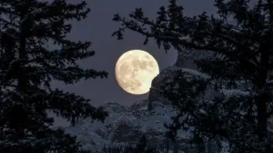 Pochette de Winter Moon de Scott Lawlor