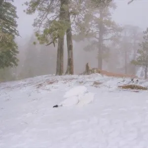 Pochette de Pandora de Wisp