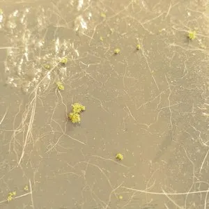 Pochette de Skip the Hills Altogether de Kevin Drumm