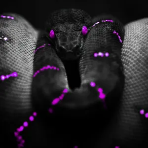 Pochette de Venin de Le Wanski