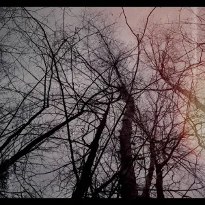 Pochette de The Release de Plexus