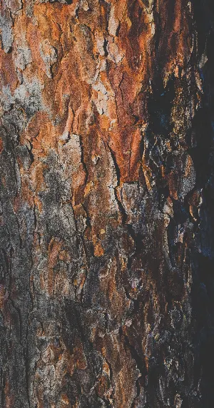 Pochette de Morning Wood de Wings of an Angel