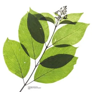 Pochette de 歩行者優先/濃 de Yuzu