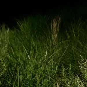 Pochette de Green Night Light Source de Ueda Takayasu