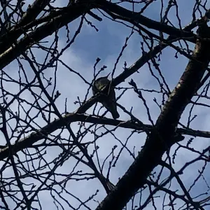 Pochette de Birdeye Light Source de Ueda Takayasu