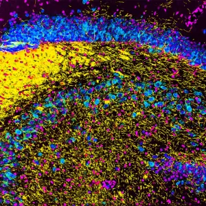 Pochette de Intelligence artificielle de Le Wanski