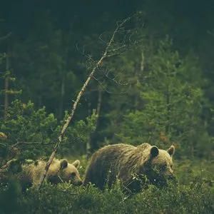 Pochette de Wildlife Addendum de Warmth