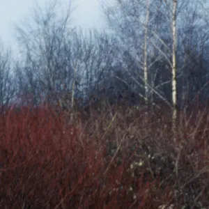 Pochette de Kehr de Dirk Serries