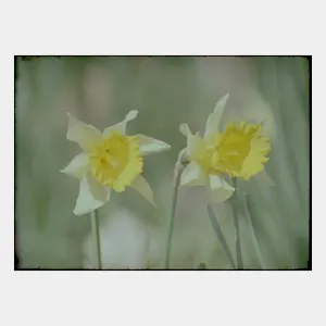 Pochette de Simple as can be de Xavier Polycarpe