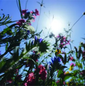 Pochette de [ B O L T ] + Aidan Baker de Aidan Baker