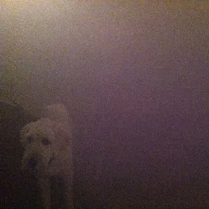 Pochette Dog in the Fog