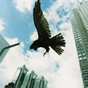 Pochette de 図南の鵬翼 de MUCC
