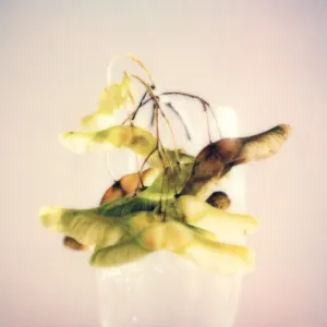 Pochette de Lemon Tranquil de Jesse Somfay