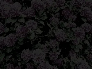 Pochette de Petals of Torn Flesh de Damien De Coene