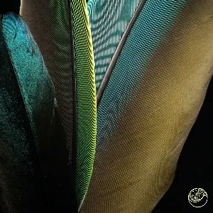 Pochette de Colors of the Feather de softy