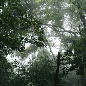 Pochette de The Ancient Forest V de Chihei Hatakeyama