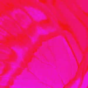 Pochette de escape de Daoko