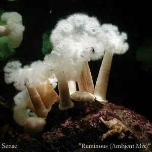 Pochette de Ruminous (Ambient mix) de Sense