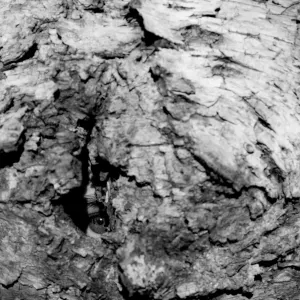 Pochette de Earth Awhile de Chihei Hatakeyama