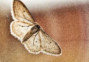 Pochette de A Moth at the Porchlight de Scott Lawlor