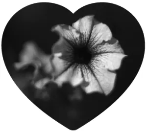 Pochette de Sol de Jesse Somfay