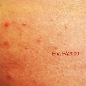 Pochette de O Álbum Bronco de Ena Pá 2000
