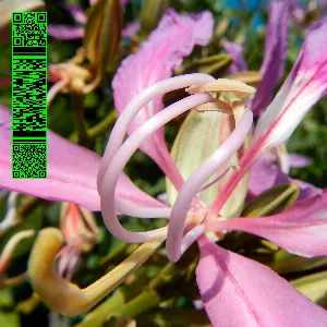 Pochette de Whities 013 de Avalon Emerson