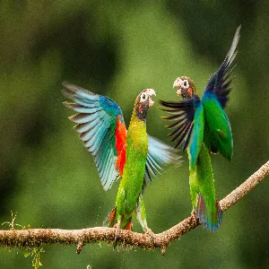 Pochette de Birds de Nick Vasic
