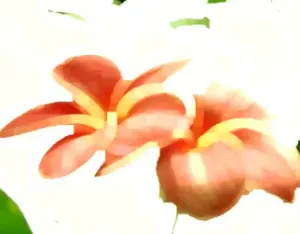 Pochette de Trompette de Anne Laplantine