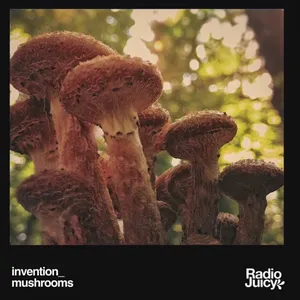 Pochette de Mushrooms de invention_