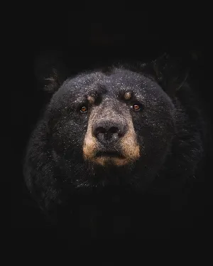 Pochette de Bear Land de Wings of an Angel