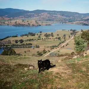 Pochette de Shivers de Julia Jacklin