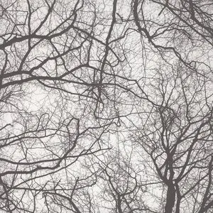 Pochette de You're An Orchestra In The Cosmos de Sebastian Mullaert