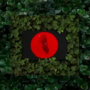 Pochette de In Bloom (in the woods) de Moses Sumney