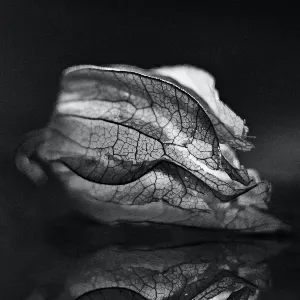 Pochette de Disappear as If You’re Self-Absorbed, Be a Magnolia Manifestation de Wings of an Angel