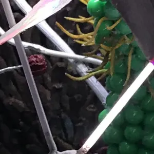 Pochette de 極楽 EP ( Paradise EP ) de Oriental Love