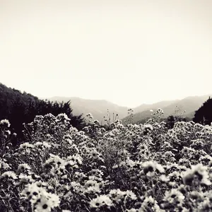 Pochette de The Bull Head Emperor de Chihei Hatakeyama