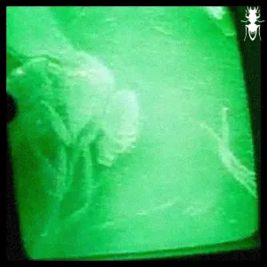 Pochette de Qotile de Ophidian