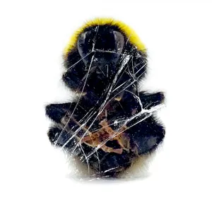 Pochette de Walls And Dimensions de Deadbeat
