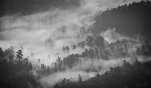 Pochette de Forests Are Our Precious Friends That Love Us Unconditionally de Wings of an Angel