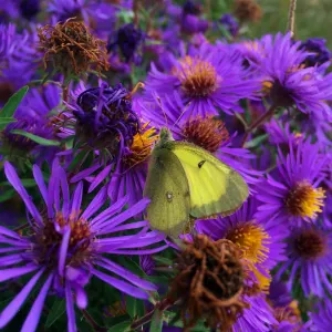 Pochette de Small Pebbled Forest / Can You See Me I'm Waving de Jesse Somfay