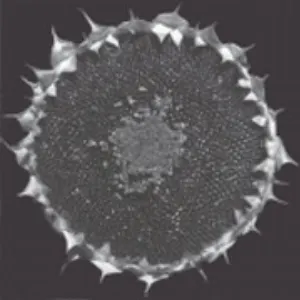 Pochette de Stacte.4 de Oren Ambarchi