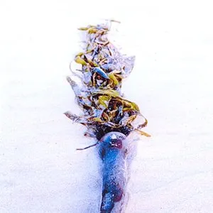 Pochette de Archaic Oceans de Oöphoi