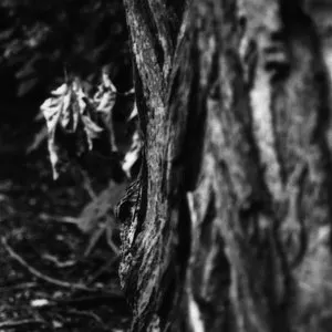 Pochette de Near the Flogging Landscape de Vidna Obmana
