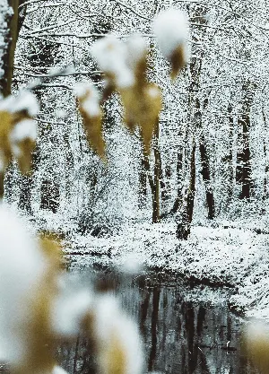 Pochette de To Watch His Woods Fill Up With Snow de Scott Lawlor