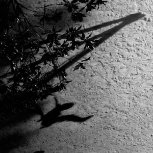 Pochette de The Blue Notebooks de Max Richter