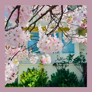 Pochette de Still Clouds at Noon de The Reds, Pinks & Purples