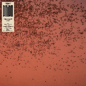 Pochette de Oiseaux d’abord de DAÏDA