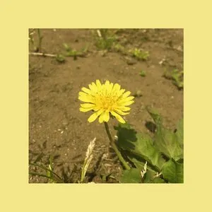 Pochette de 민들레 de OOHYO